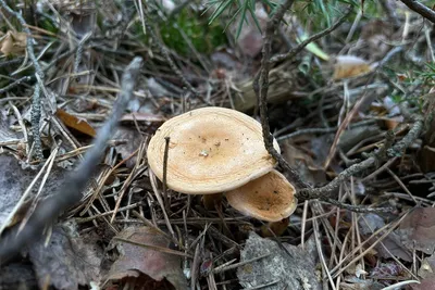 Как собирать грибы в лесу. Куда ехать, какие грибы собирать и как  заготавливать | Журнал ЛПХ Экоферма | Дзен