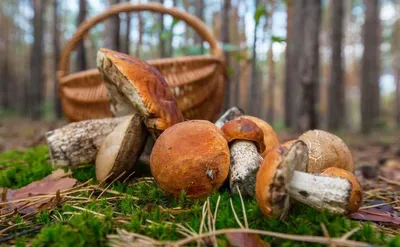 Почему в США нельзя собирать грибы в лесу | О, КУЛЬТУРивание | Дзен