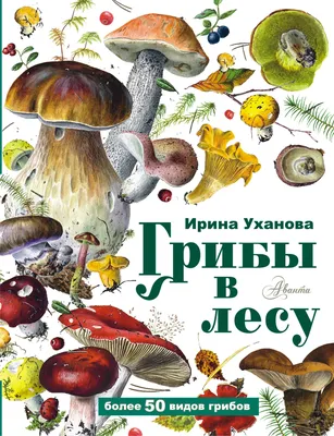 За три часа – полное лукошко: проверили, есть ли в лесу грибы и сколько  можно на них заработать