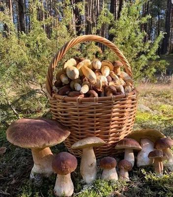 В Беларуси грибная лихорадка! Как не принести из леса ядовитый гриб? |  Новости Беларуси | euroradio.fm