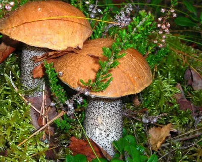 Красивые белые грибы в лесу (50 фото) - 50 фото