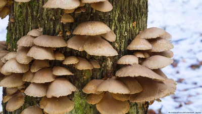 Белые грибы в лесу в сезон осенью. Большой подосиновик растет в дикой  природе на фоне зеленого мосб. Bolete Porcini Стоковое Фото - изображение  насчитывающей парк, сезон: 206374464