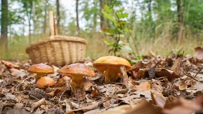 В лесу растут грибы удивительного цвета, просто невозможно оторвать взгляд  - Delfi RU