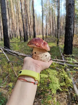 Лесной гид по Петербургу и Ленобласти. Где растут самые большие грибы? |  ОБЩЕСТВО | АиФ Санкт-Петербург