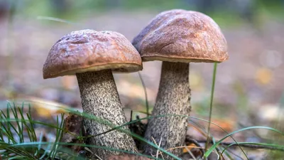 Зачем лесу нужны грибы | Грибы: собираем, готовим, едим | Дзен