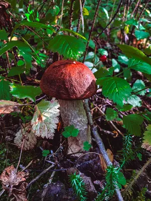 Грибы в лесу в день падения Стоковое Фото - изображение насчитывающей  вырастите, грибок: 201798862
