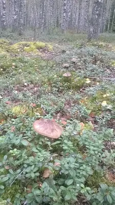 Кот на котором грибы, в лесу, …» — создано в Шедевруме