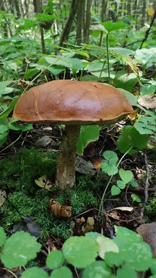 Красивый гриб, растущий в лесу, вкусные съедобные грибы в хвойном лесу  Стоковое Изображение - изображение насчитывающей мох, сезон: 161621869