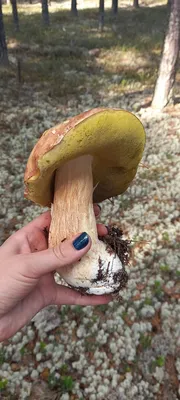 В лесу пошли грибы: сколько за них просят на рынке - Delfi RU