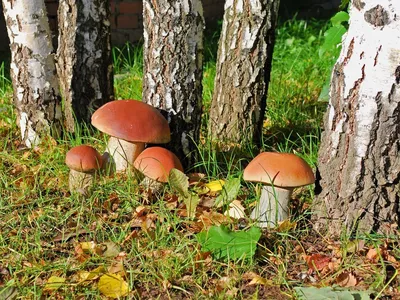 Как в лесу появляются грибы. И почему вы не сможете вырастить их у себя на  даче из \"очистков\" | грибной критик | Дзен