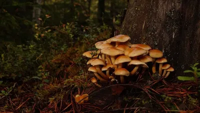 Секреты здорового грибника: Какую опасность несут грибы, собранные у  дороги? - Усть-Донецкий район