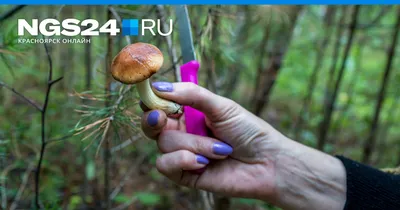 Рогатик и кровоточащий зуб: необычные грибы встречают псковичи в лесу :  Псковская Лента Новостей / ПЛН