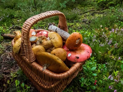 Поход за грибами в Дилижанский лес и готовка с шефом | Барев Армения Тур