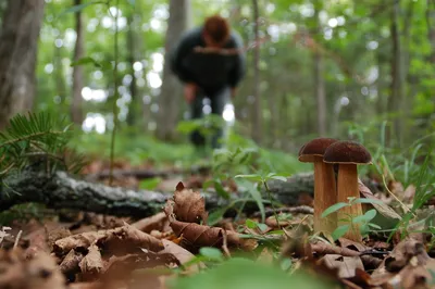 Какие грибы можно найти в Приморье в сентябре и почему лучше ходить в лес  группой