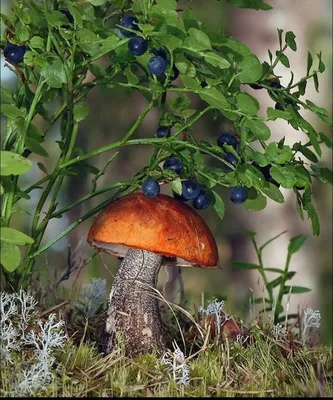 Штраф за сбор грибов 2023 в России: какие краснокнижные грибы нельзя  собирать — 12.10.2023 — Статьи на РЕН ТВ