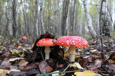 А Софронов грибы нашел. Фоторепортаж из осеннего леса Улпресса - все  новости Ульяновска