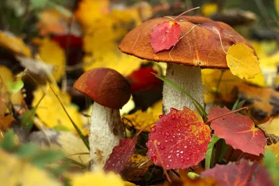 Осенние грибы: как их правильно собирать, готовить и хранить? |  Stoletnik.Ru | Дзен