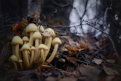 Съедобный гриб который растёт в лесу. Осенний лес. Урожай грибов. Edible  fungi which grows in the wood. Autumn wood. Crop of mushrooms Stock Photo |  Adobe Stock