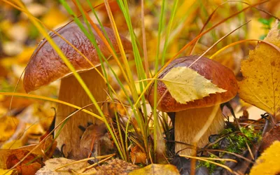 Осенний лес грибы листья» — создано в Шедевруме