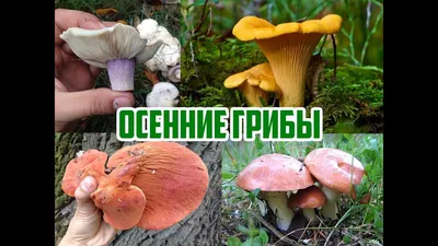 Грибы в листве в березовом осеннем…» — создано в Шедевруме