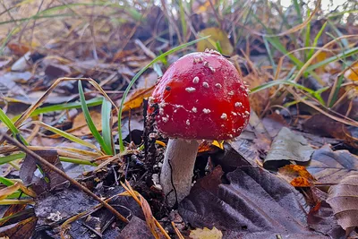 Грибы мухомора в осеннем лесу в осеннее время мухомор дикий ядовитый  красный гриб в желто-оранжевых опавших листьях осенний сезон | Премиум Фото