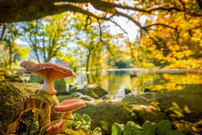 грибы в осеннем лесу Stock Photo | Adobe Stock