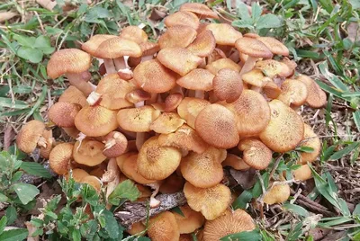 Белые грибы в осеннем лесу - 69 фото