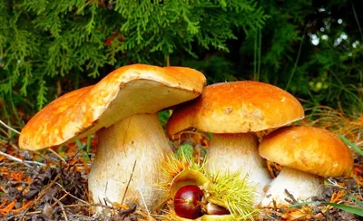 Желтые грибы \"лисички\" в осеннем лесу - Экологичные фотообои из  Санкт-Петербурга Экологичные фотообои из Санкт-Петербурга