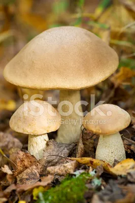 Коричневый осенний гриб (57 фото) - 57 фото