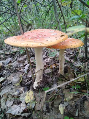 Красные грибы в осеннем лесу среди желтых листьев. фотография Stock | Adobe  Stock