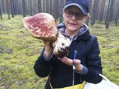 Грибы в соснах слегка розовеют / Съедобные грибы, ягоды, травы