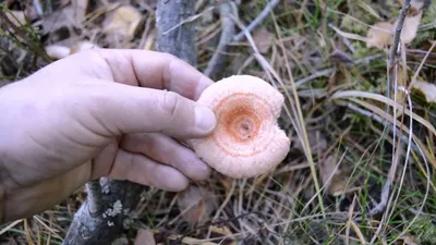 Маслята: описание грибов, виды, где растут, съедобность, фото в лесу