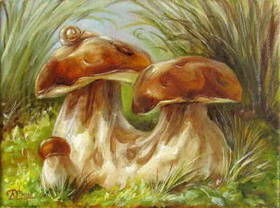 Гигантский белый гриб нашли в лесу Соснового Бора в Ленобласти - KP.RU