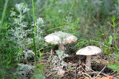 Белый гриб сосновый - Boletus pinophilus - Грибы Уломы Железной