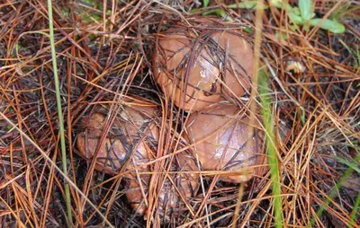 грибы в сосновом лесу стоковое фото. изображение насчитывающей европа -  265695250