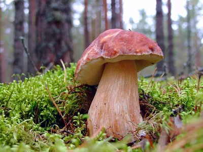 Где в Боровом собирать грибы, грибные места рядом с Щучинском и Бурабаем