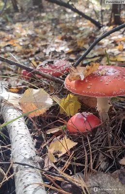 White mushroom in a pine forest. | Белый гриб в сосновом лес… | Flickr