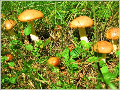 Смерть под шляпкой: какие опасности подстерегают грибников в российских  лесах | Статьи | Известия