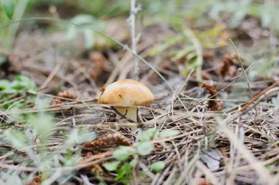 Какие грибы растут в Сосновом лесу (74 фото) »