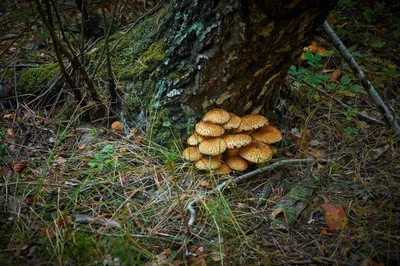 Сбор грибов - «Какие грибы растут осенью в лесах Липецкой области, и какие  опасности можно встретить в лесу при сборе грибов» | отзывы