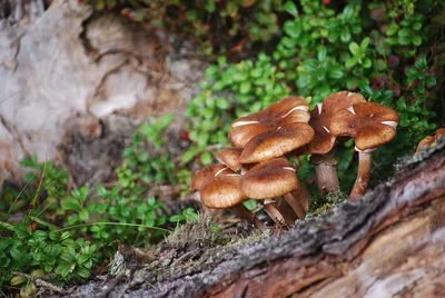 Лисички, грибы в сосновом лесу» — создано в Шедевруме