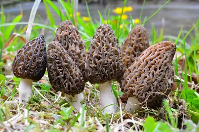 Виды грибов растущих в соснах (59 фото) - красивые картинки и обои на  рабочий стол