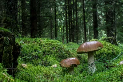 Грузди в сосновом лесу - 71 фото