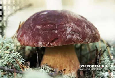 осенние грибы на земле в сосновом лесу Фото Фон И картинка для бесплатной  загрузки - Pngtree