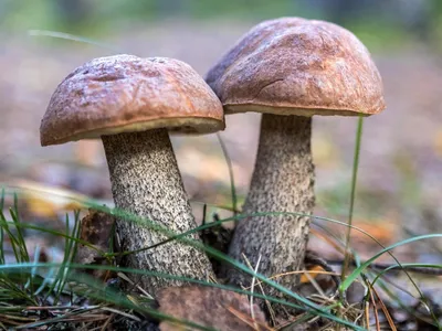 Ядовитые грибы в сосновом лесу Стоковое Фото - изображение насчитывающей  освещение, чертеж: 196386284