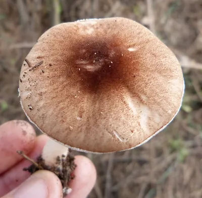 Белый гриб сосновый (Boletus pinophilus) – Грибы Сибири [Вложение: 7505]