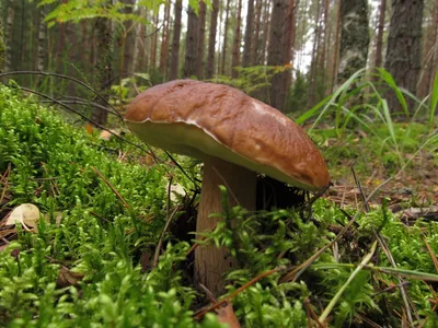 Съедобные грибы в Сосновом лесу - фото и картинки: 67 штук