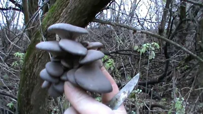 Собираем грибы - вешенки лесные / We collect mushrooms - oyster mushrooms -  YouTube