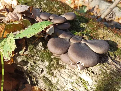 Грибы Вешенки Обыкновенные - «Мои любимые грибы! Чем отличаются лесные  вешенки от покупных? Фото сбора \"урожая\"!» | отзывы