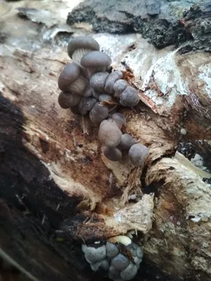 Грибы Вешенки Обыкновенные - «Одни из самых вкуснейших грибов, которые  облюбили пни спиленных тополей в нашем городе» | отзывы